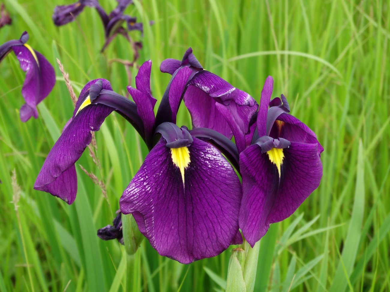 Изображение особи Iris ensata.