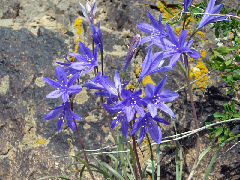 Image of Ixiolirion tataricum specimen.