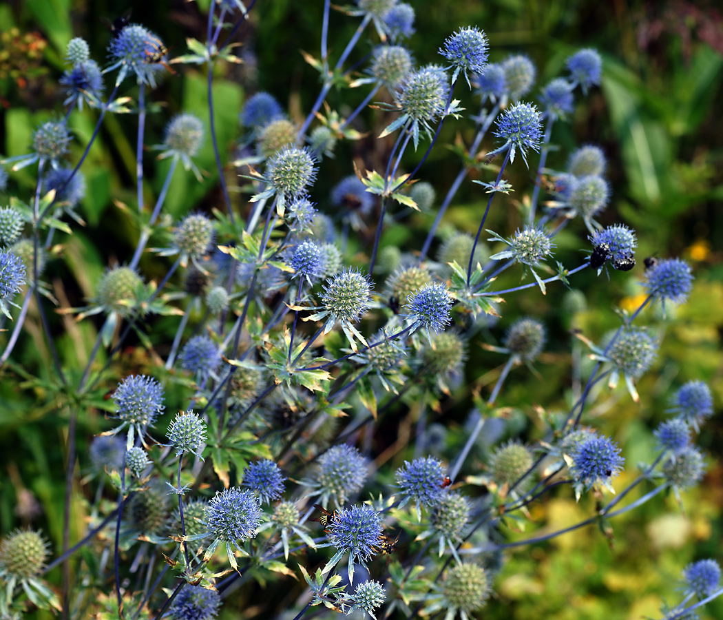 Изображение особи Eryngium planum.