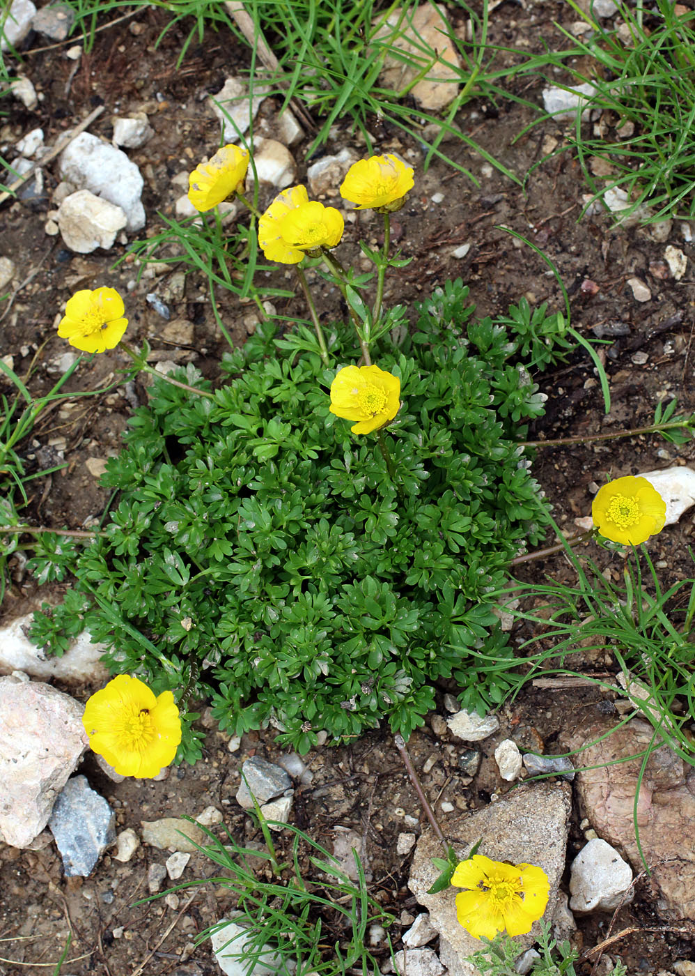 Изображение особи Ranunculus rufosepalus.