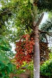 семейство Arecaceae