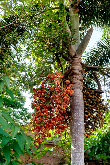 Image of familia Arecaceae specimen.