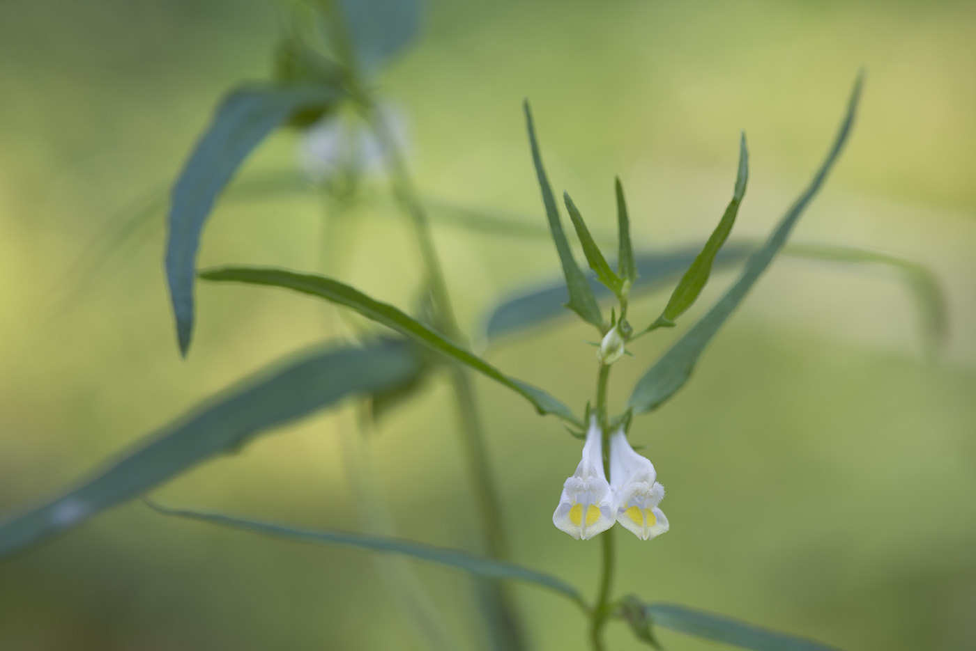 Image of Melampyrum pratense specimen.