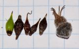 Cordia parvifolia