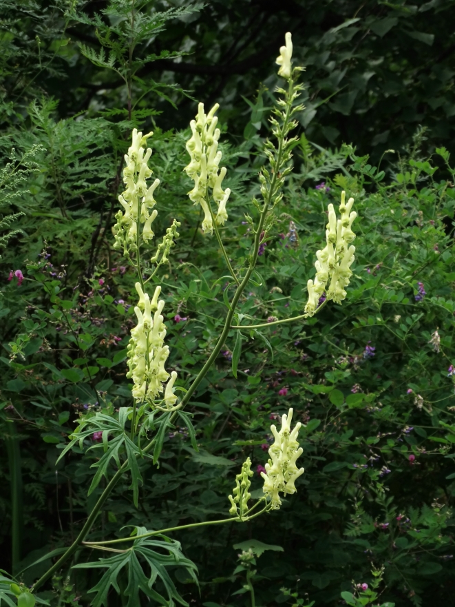 Image of Aconitum kirinense specimen.