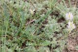 Astragalus austrosibiricus. Цветущее растение. Хакасия, окр. с. Аршаново, интенсивно выпасаемая холоднополынная степь. 25.07.2016.