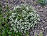 Teucrium capitatum