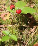 Fragaria vesca. Плодоносящее растение. Беларусь, Минская обл., Минский р-н, окр. агрогородка Ждановичи, поляна в смешанном лесу. 18.06.2016.