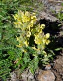 Pedicularis sibthorpii