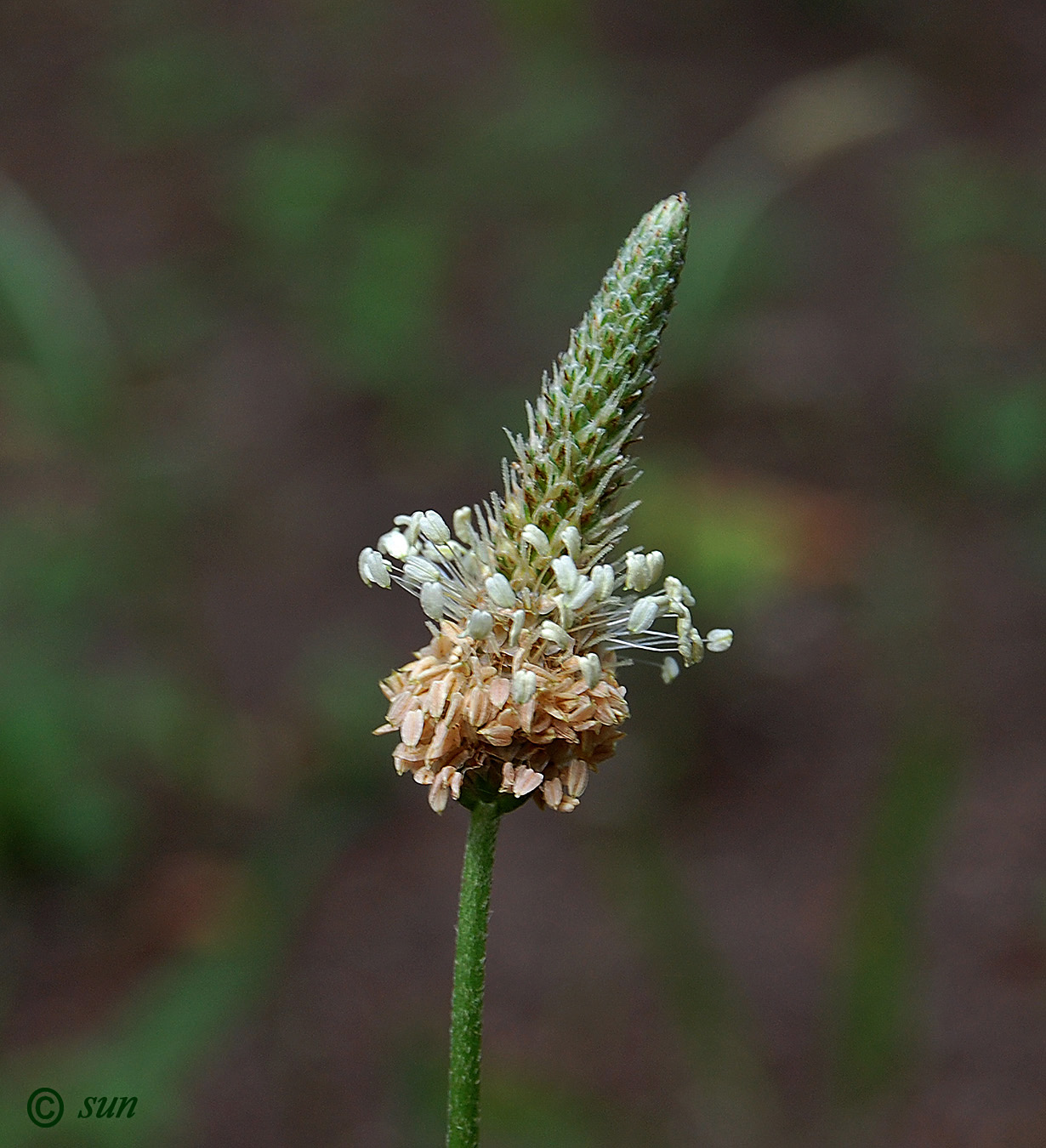 Изображение особи Plantago lanceolata.