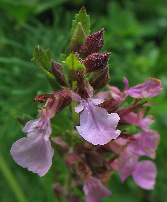 Image of Teucrium chamaedrys specimen.