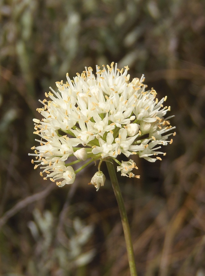 Image of Allium flavescens specimen.