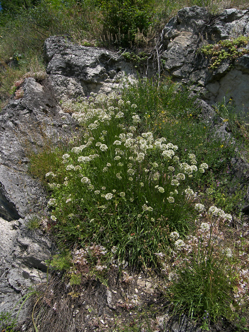 Изображение особи Allium denudatum.