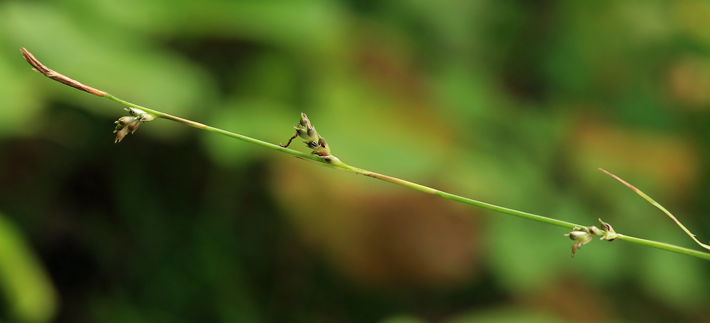 Image of Carex sachalinensis specimen.