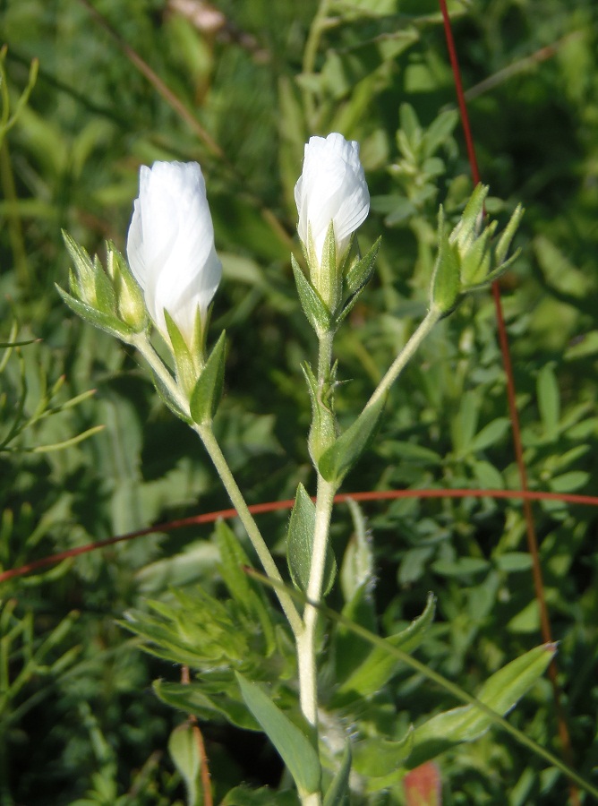 Изображение особи Linum hirsutum.