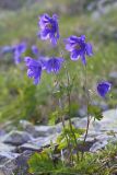 Aquilegia glandulosa. Цветущее растение. Восточный Саян, хр. Большой Саян, басс. р. Тисса, басс. р. Хараганта, горная тундра. 21.07.2015.