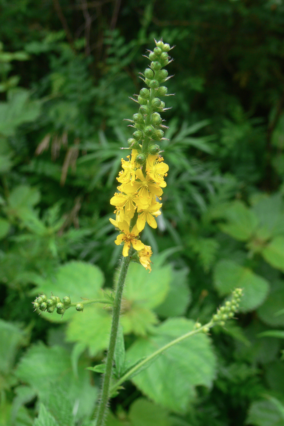 Image of Agrimonia pilosa specimen.