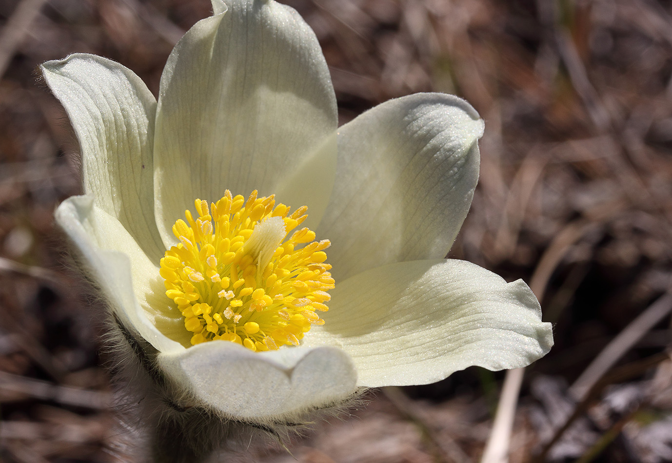 Image of Pulsatilla patens specimen.