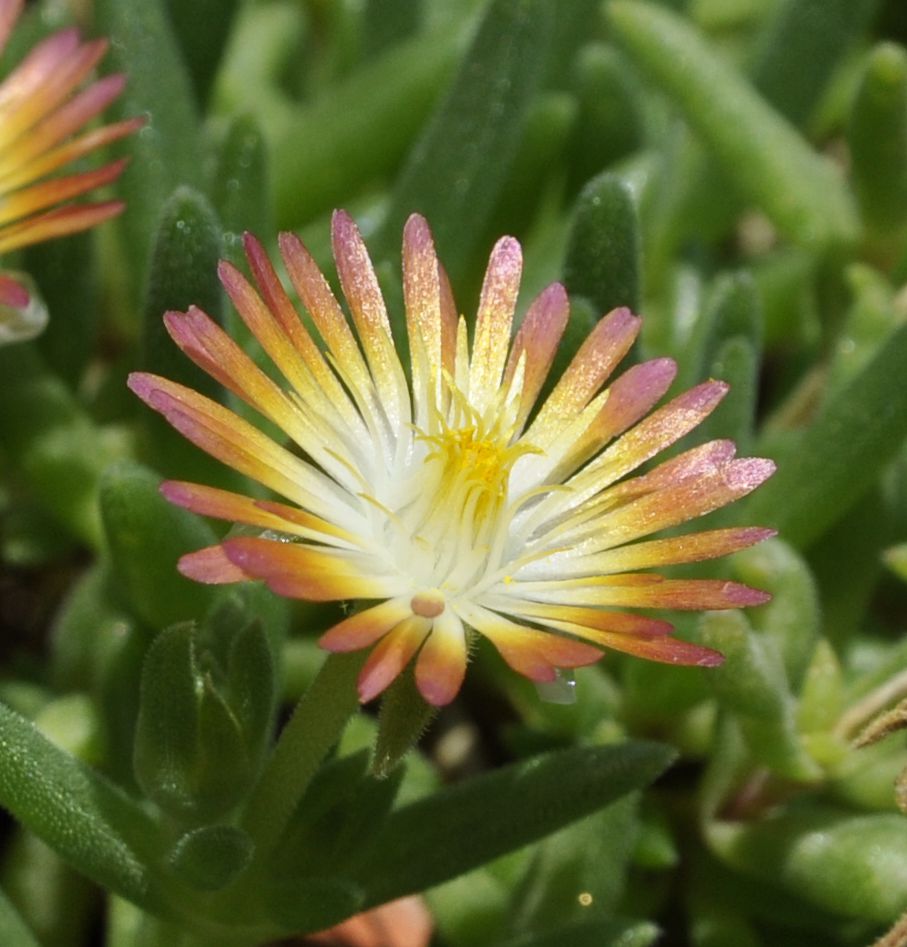 Image of genus Delosperma specimen.