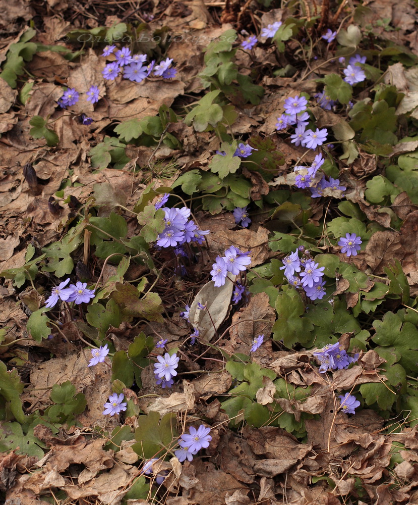 Image of Hepatica transsilvanica specimen.