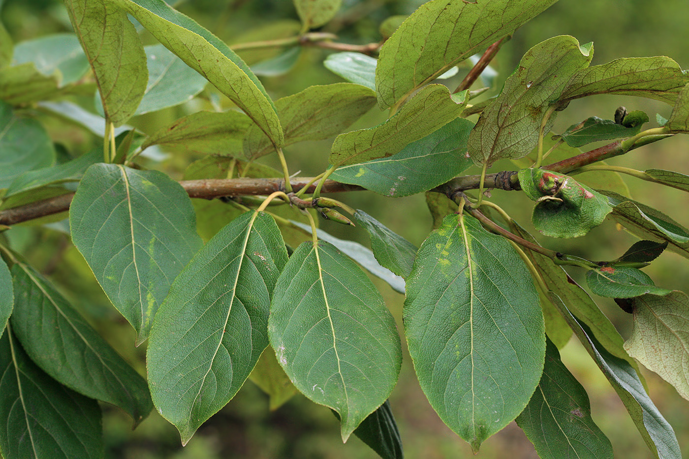 Изображение особи Populus suaveolens.