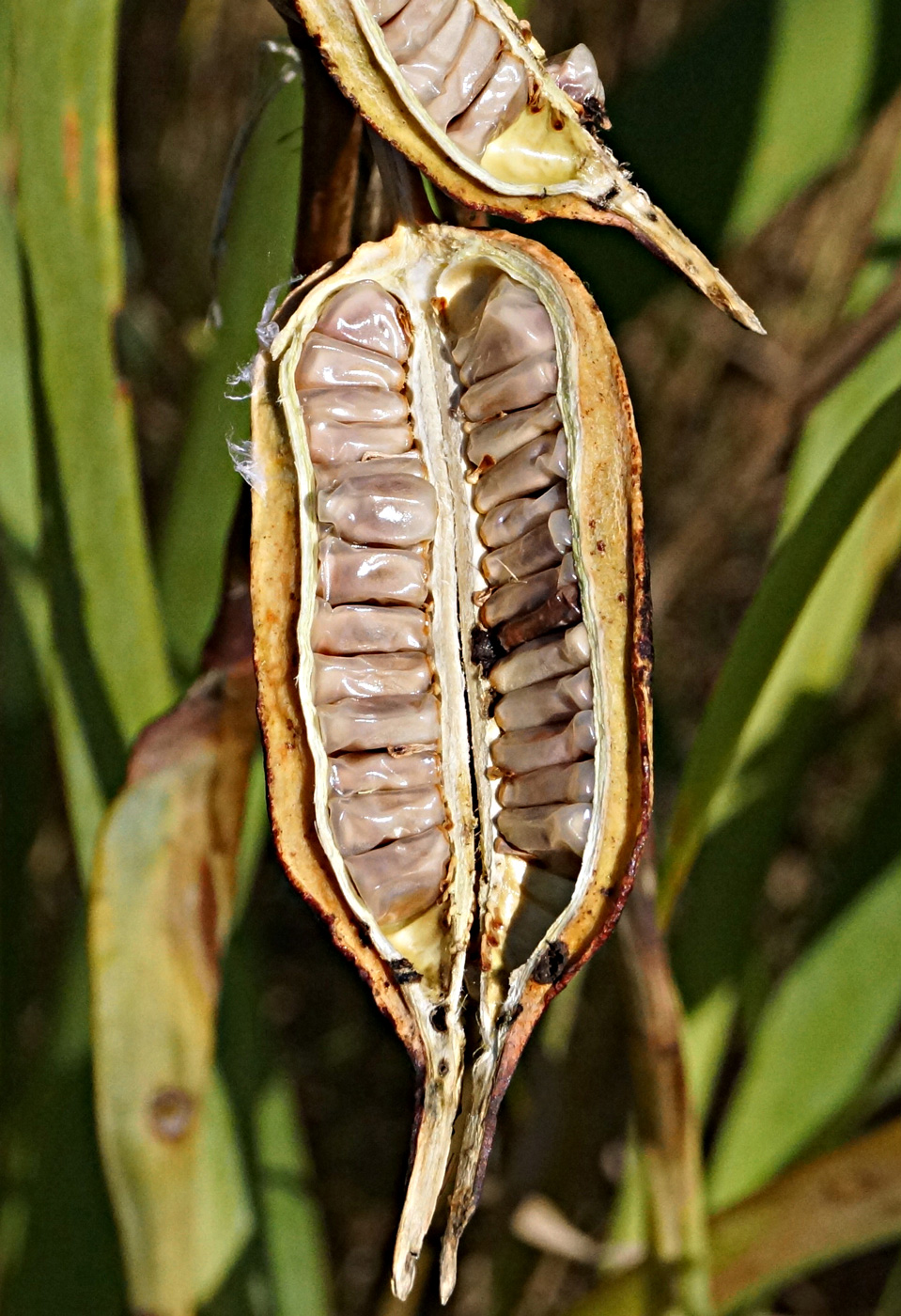 Image of Iris halophila specimen.