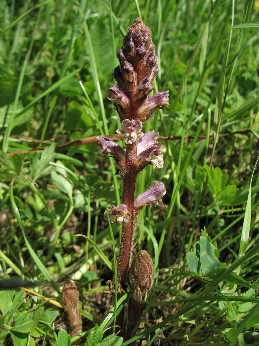 Изображение особи Orobanche minor.