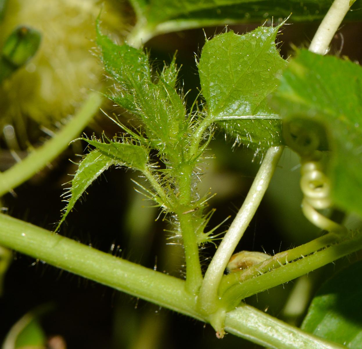 Image of Passiflora foetida specimen.