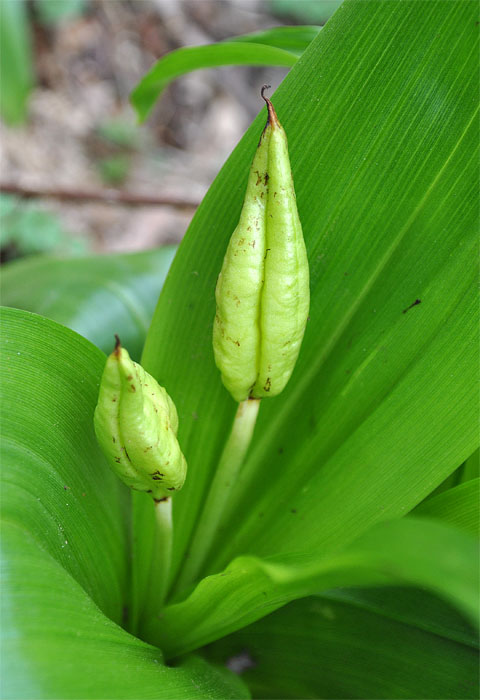 Image of Colchicum speciosum specimen.