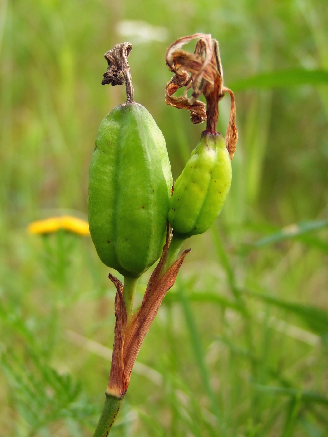 Image of Iris setosa specimen.