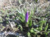 Crocus vernus