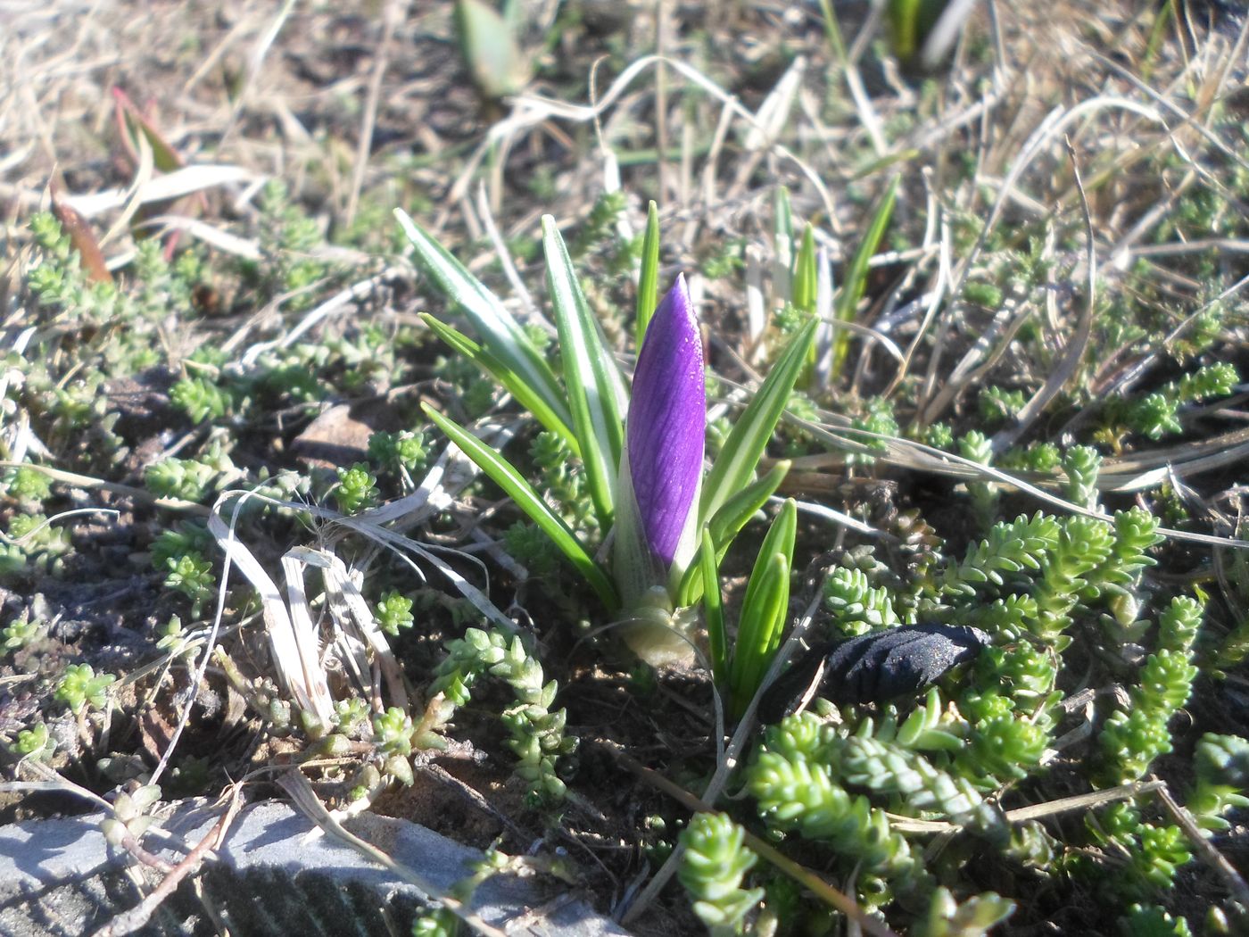 Изображение особи Crocus vernus.