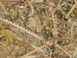 Mulguraea tridens. Ветви покоящегося растения. Аргентина, пров. Санта Круз, нац. парк Bosque petrificado, полупустыня. 19.03.2014.