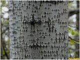 Populus tremula. Часть ствола на высоте 3 м. Украина, Ивано-Франковская обл., Болеховский горсовет, Поляницкий сельсовет, Поляницкий региональный ландшафтный парк, опушка леса. 24.04.2017.