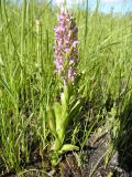 Dactylorhiza incarnata