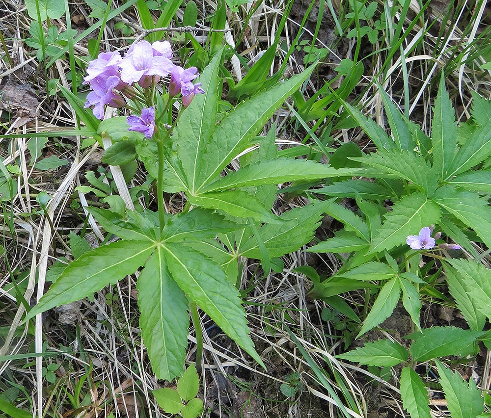 Изображение особи Cardamine pentaphyllos.