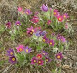 Pulsatilla vulgaris