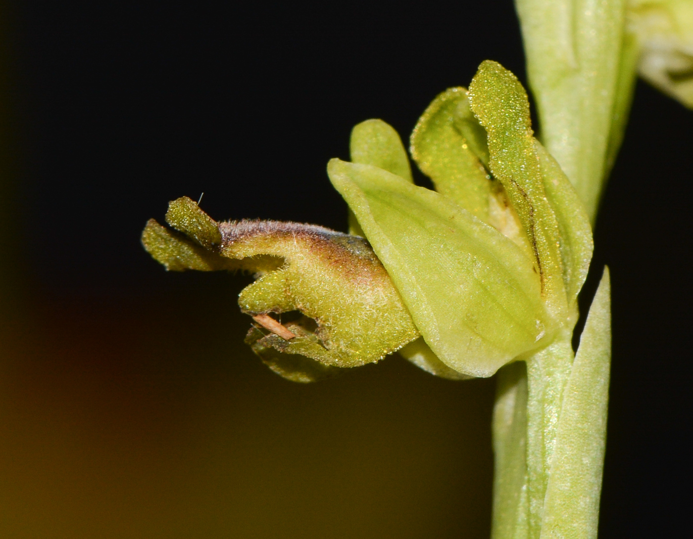 Изображение особи Ophrys lutea ssp. galilaea.