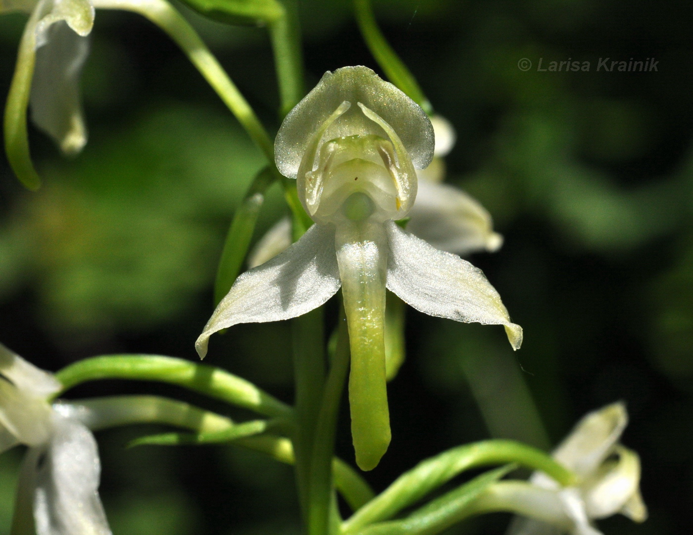 Изображение особи Platanthera densa.