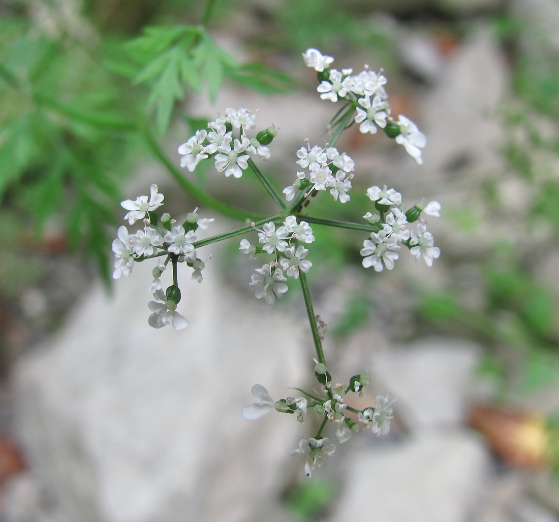 Изображение особи Aethusa cynapium.