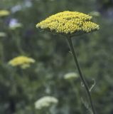 Achillea filipendulina. Верхушка растения с зацветающим общим соцветием. Пермский край, г. Пермь, Кировский р-н, газон у административного здания, в культуре. 17.07.2017.