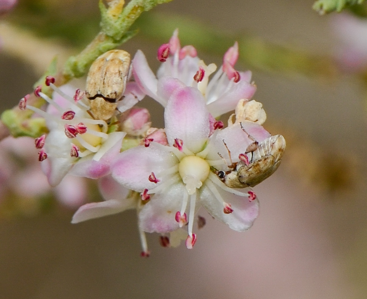 Image of Tamarix passerinoides specimen.
