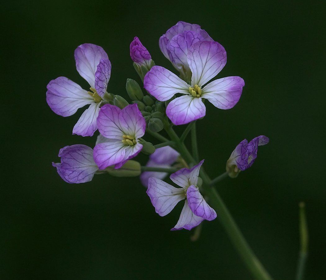 Изображение особи Raphanus sativus.