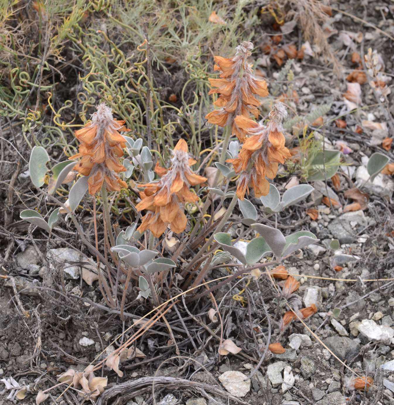 Изображение особи Hedysarum argyrophyllum.