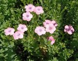 Linum pubescens. Цветущие растения. Украина, г. Запорожье, пос. Солнечный, во дворе Института масличных культур. 07.07.2017.