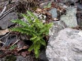 Woodsia ilvensis