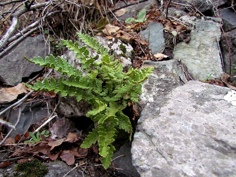 Image of Woodsia ilvensis specimen.