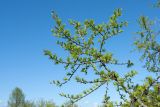 Larix sibirica