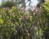 Andromeda polifolia. Верхушки цветущих растений. Томская обл., Парабельский р-н, Васюганское болото. 06.06.2017.