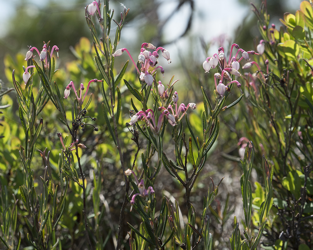 Image of Andromeda polifolia specimen.